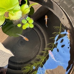朱光菊　メダカ　有精卵　10個+αの画像