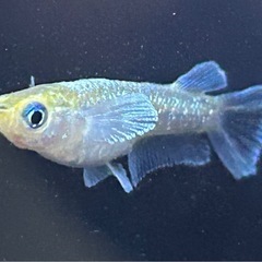【メダカ】上物❗️エメキン2ぺアの画像