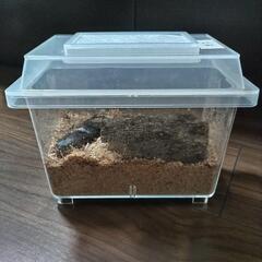 引き取り予約中【追加出品】オオクワガタ ペア②の画像
