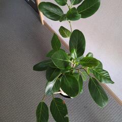枝曲がり✨️フィカス　70センチ　観葉植物の画像