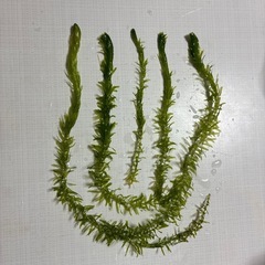 アナカリス　50本➕αの画像