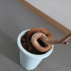 【受け渡し者決定】ボトルツリー　の画像