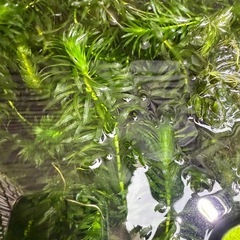 メダカ格安約10匹〜300匹　水草無料サービスの画像