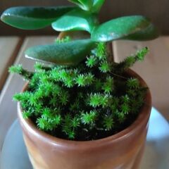 観葉植物（小）の画像