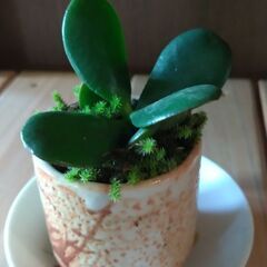 観葉植物（小）の画像
