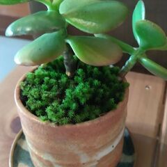 観葉植物（小）の画像