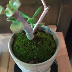 観葉植物（中）の画像