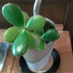 観葉植物（中）の画像