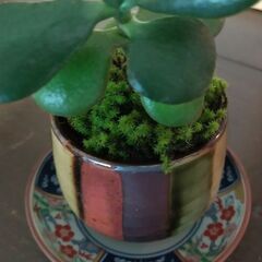 観葉植物（中）の画像
