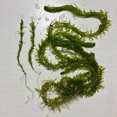 根付きアナカリス　30本➕αの画像