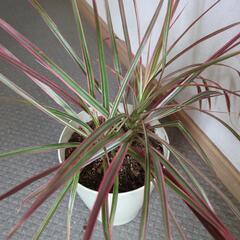 コンシンネ　観葉植物の画像