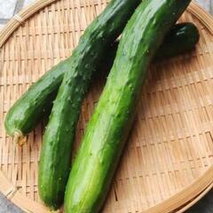 07/29収穫野菜の画像