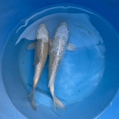 60㎝水槽セットと錦鯉2匹とプレコ
の画像