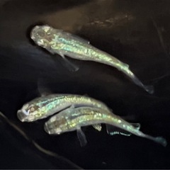 現物販売 サボテンメダカ 1ペア＋メス1匹 ※2024年生まれの画像