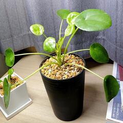 🌳無料🌳ピレア ペペロミオイデス 大小2点の画像