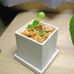 🌳無料🌳ピレア ペペロミオイデス 大小2点の画像