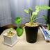 ランキングキーワードに紐づく投稿画像-多肉植物