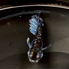 ミッドナイトフリル種親候補１ペア　メダカの画像