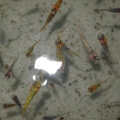 メダカ　ユリシス稚魚（１㎝前後）　18匹の画像
