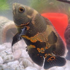 熱帯魚 レッドタイガーオスカーの画像
