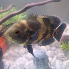 熱帯魚 レッドタイガーオスカーの画像