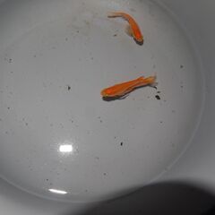 メダカ　紅帝リアルロングフィン稚魚(0.5～１㎝位）20匹の画像