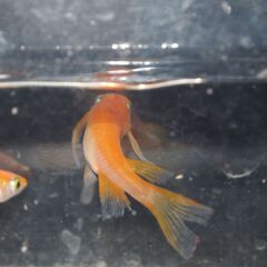 メダカ　紅帝リアルロングフィン稚魚(0.5～１㎝位）20匹の画像