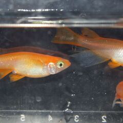 メダカ　紅帝リアルロングフィン稚魚(0.5～１㎝位）20匹の画像