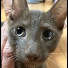 子猫！里親募集！プロフ変更 - 海部郡