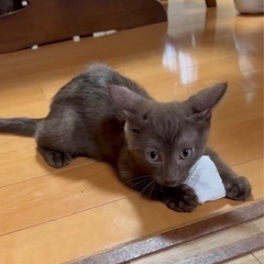 子猫！里親募集！プロフ変更 - 猫