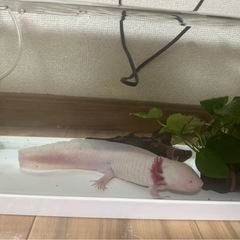 ウーパールーパー(アルビノ)　水槽、備品セット付きの画像