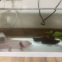 ウーパールーパー(アルビノ)　水槽、備品セット付きの画像