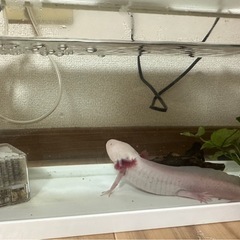 ウーパールーパー(アルビノ)　水槽、備品セット付きの画像