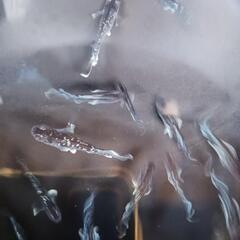 ミッドナイトフリル　若魚　10匹の画像