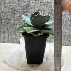 アガベ　白銀兜蟹の画像
