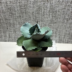 アガベ　白銀兜蟹の画像