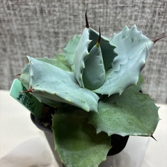 アガベ　白銀兜蟹の画像
