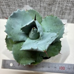 アガベ　白銀兜蟹の画像