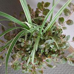 寄せ植え2種　観葉植物の画像