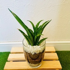 サンスベリア　ハイブリッド　パンテーラ　観葉植物　ハイドロカルチャーの画像