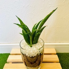 サンスベリア　ハイブリッド　パンテーラ　観葉植物　ハイドロカルチャーの画像