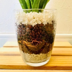 サンスベリア　ハイブリッド　パンテーラ　観葉植物　ハイドロカルチャーの画像