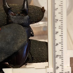 貴重種【子宝島産】タカラヒラタクワガタの画像