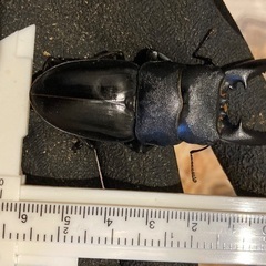 貴重種【子宝島産】タカラヒラタクワガタの画像