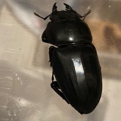 貴重種【子宝島産】タカラヒラタクワガタの画像