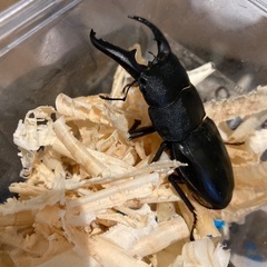 貴重種【子宝島産】タカラヒラタクワガタの画像
