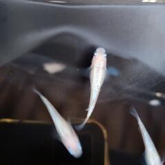 ピンクサファイア　若魚　6匹の画像