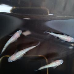 ピンクサファイア　若魚　6匹の画像