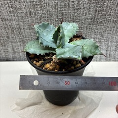 イシスメンシス　謎ハイブリッドの画像