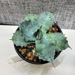 イシスメンシス　謎ハイブリッドの画像